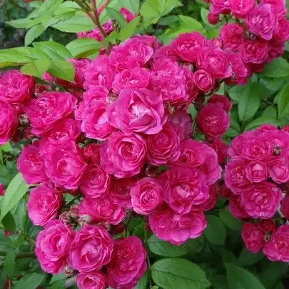 Rosa Dinky® - roz - trandafir de parc